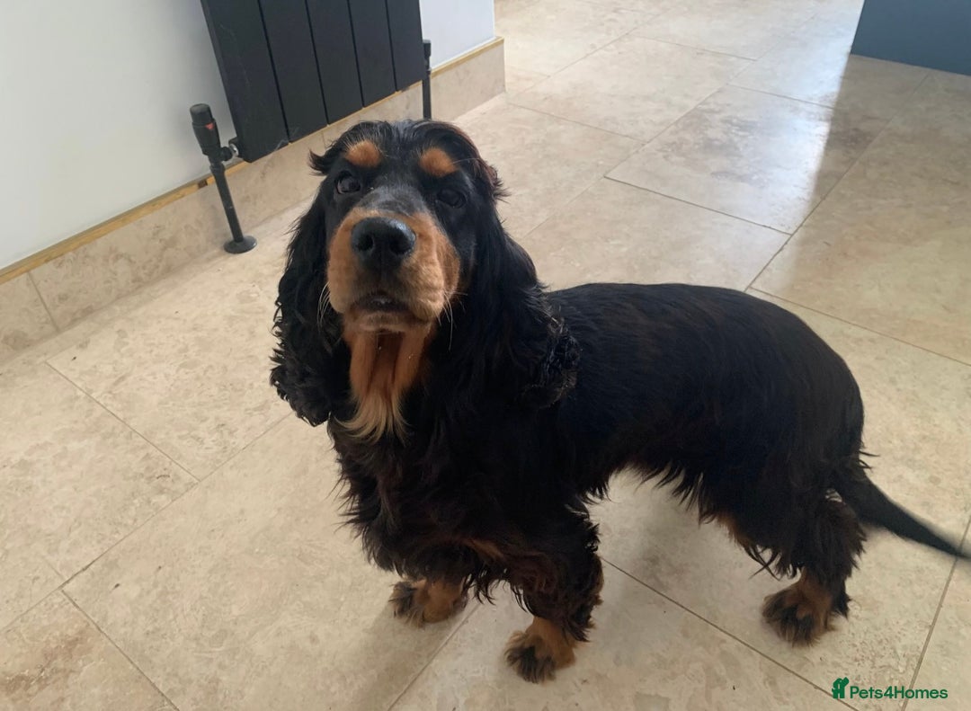 Cocker Spaniel dogs for sale: 5 year old stunning cocker spaniel pedigree - Image 3