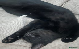 Mixed Breed cats for sale: Black Kitten - Image 4
