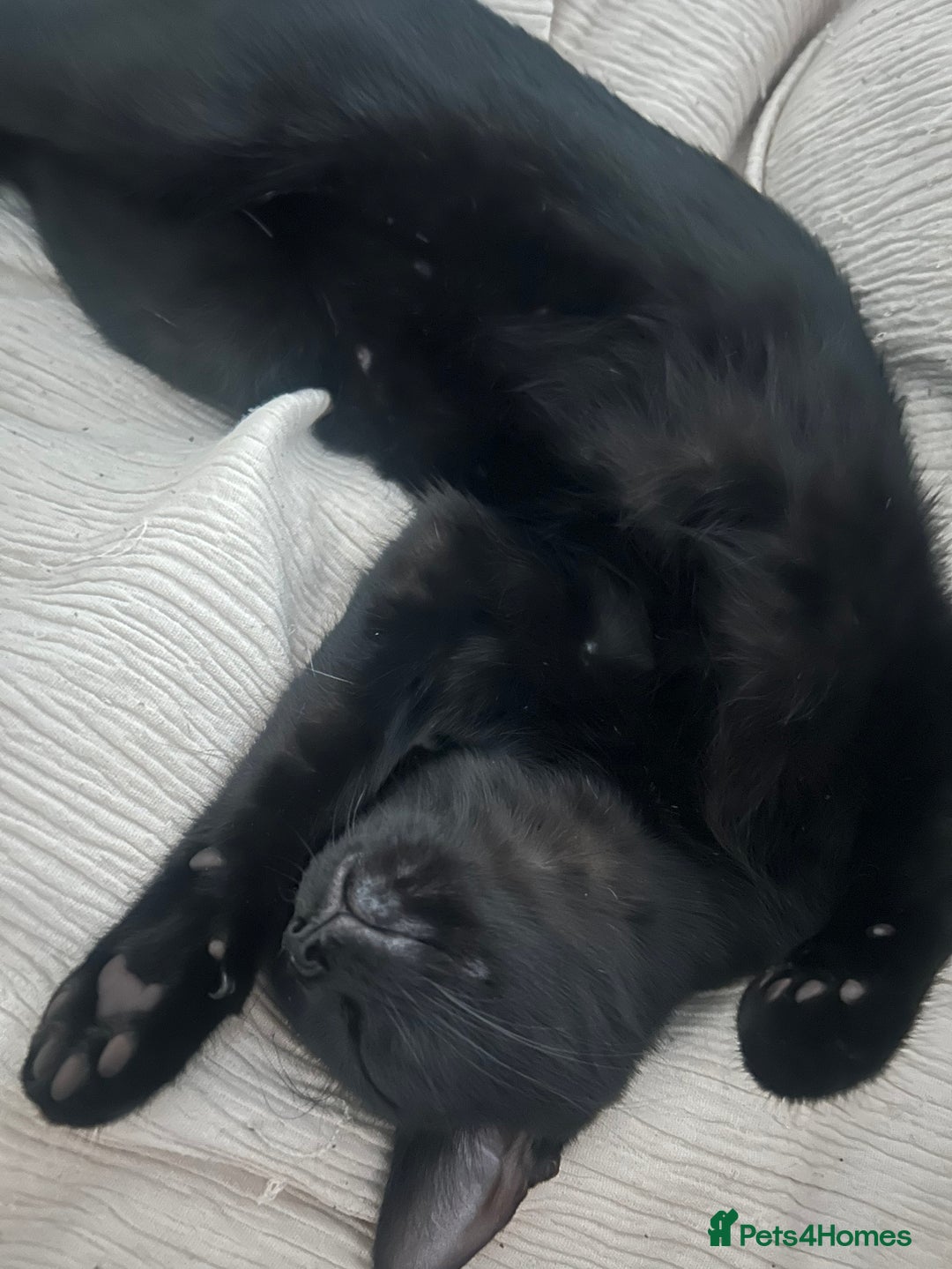 Mixed Breed cats for sale: Black Kitten - Image 4