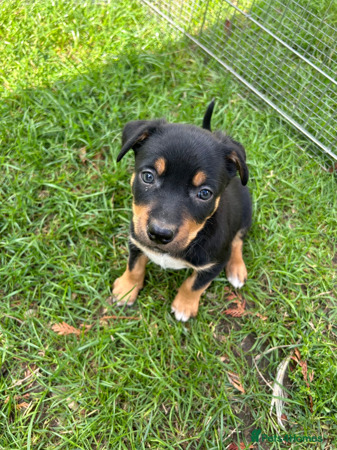 Mixed Breed dogs for sale: Kelpie x Collie Puppies looking for homes - Image 5