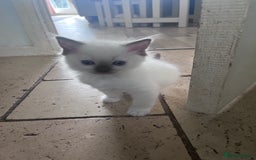 Ragdoll cats for sale: Pure breed ragdolls - Image 18