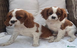 Cavalier King Charles Spaniel dogs for sale: Cavalier King Charles Spaniel Puppies  in Tonbridge - Image 1