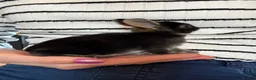 Rex rabbits for sale: Black Otter Mini Rex Bunnies  - Advert 8