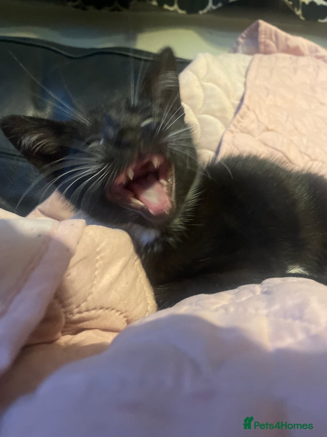Bengal cats for sale: Pair of part bengal Tuxedo Kittens  - Image 11