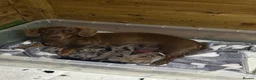 Dachshund dogs for sale: dachshunds  in Newark - Advert 2