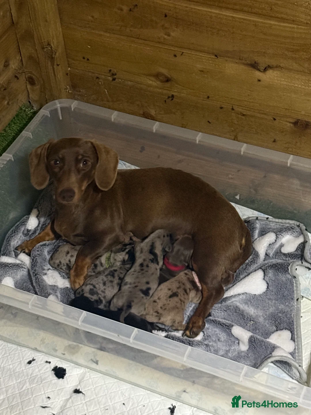 Dachshund dogs for sale: dachshunds  in Newark - Advert 2