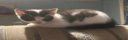Mixed Breed cats for sale: Beautiful Kittens  in Newnham - Advert 3