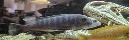 Other/Mixed Breed fish for sale: Assortment of fish  - Advert 24