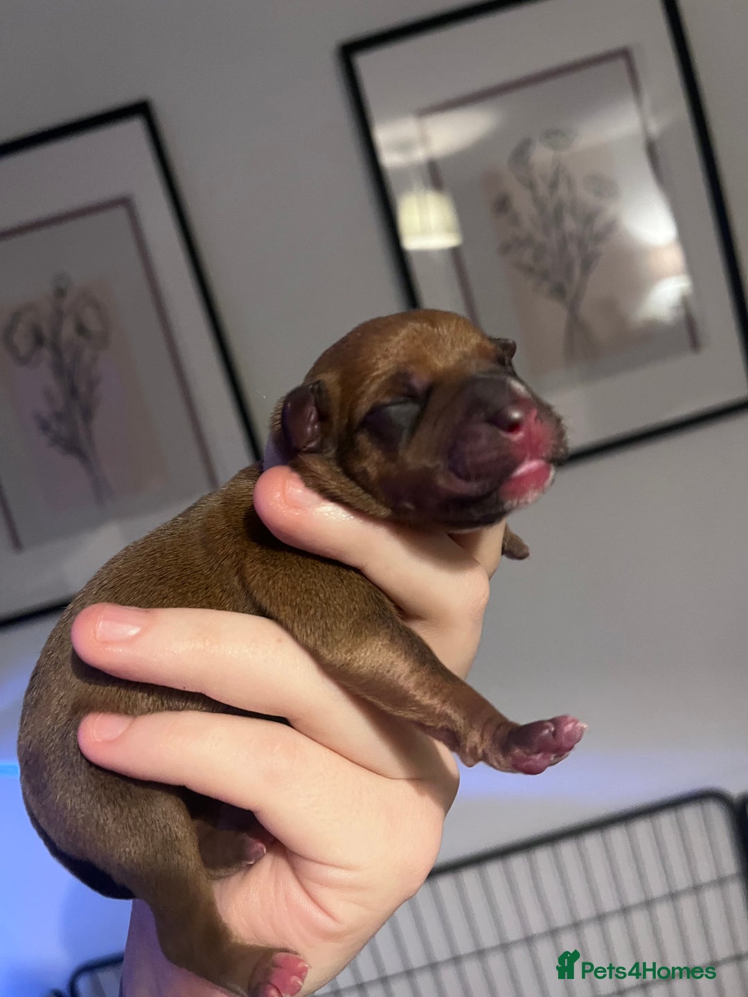 Staffordshire Bull Terrier dogs for sale: Red staffy pups  - Advert 19
