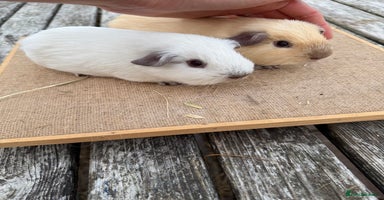 Guinea Pig rodents - Advert 12