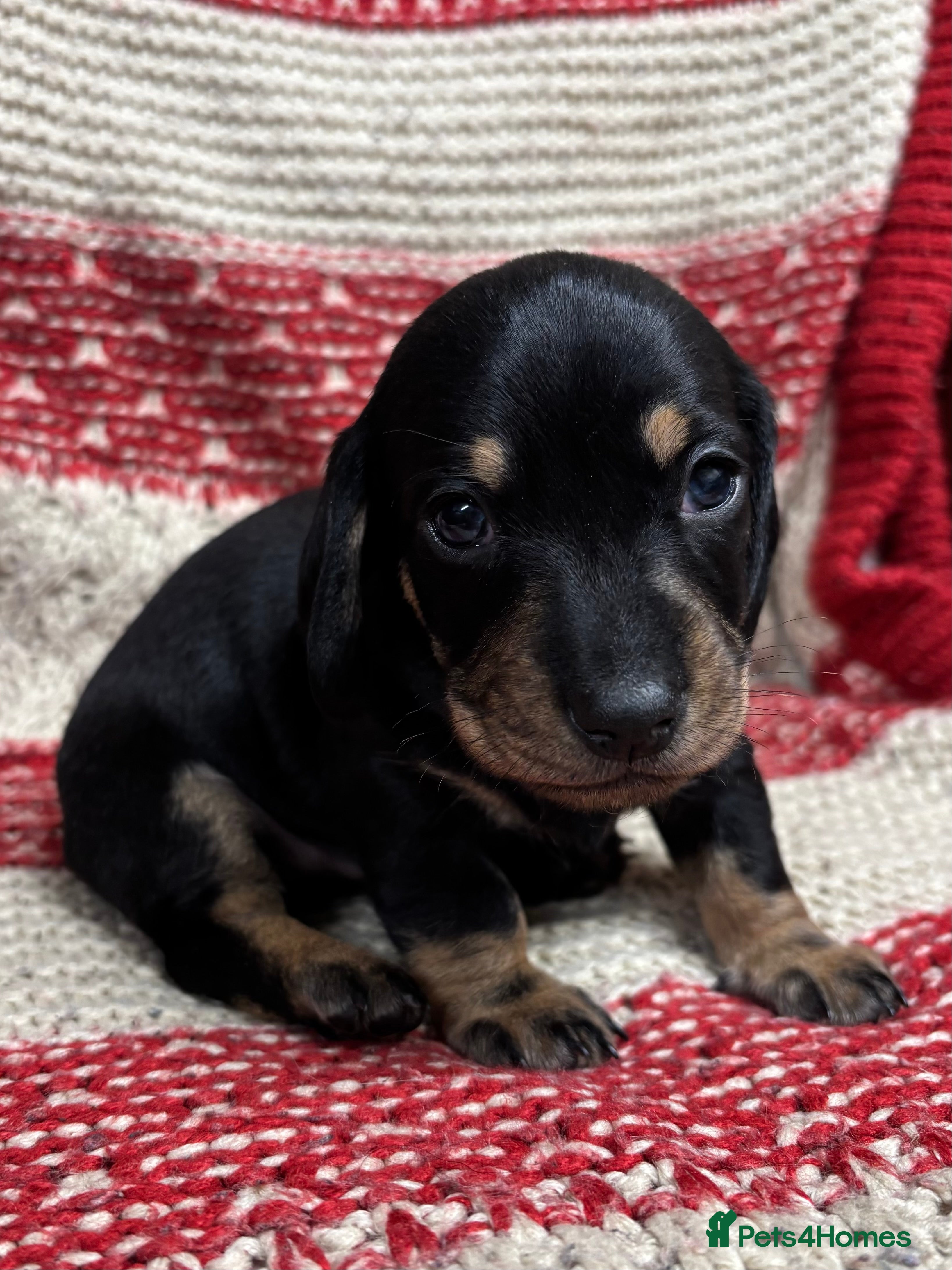 Miniature Dachshund dogs Miniature Dachshund Puppies - Advert 17