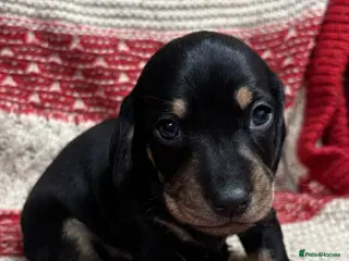 Miniature Dachshund dogs Miniature Dachshund Puppies - Advert 17