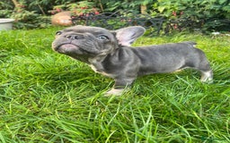 French Bulldog dogs for sale: KC registered french bulldogs  - Image 12