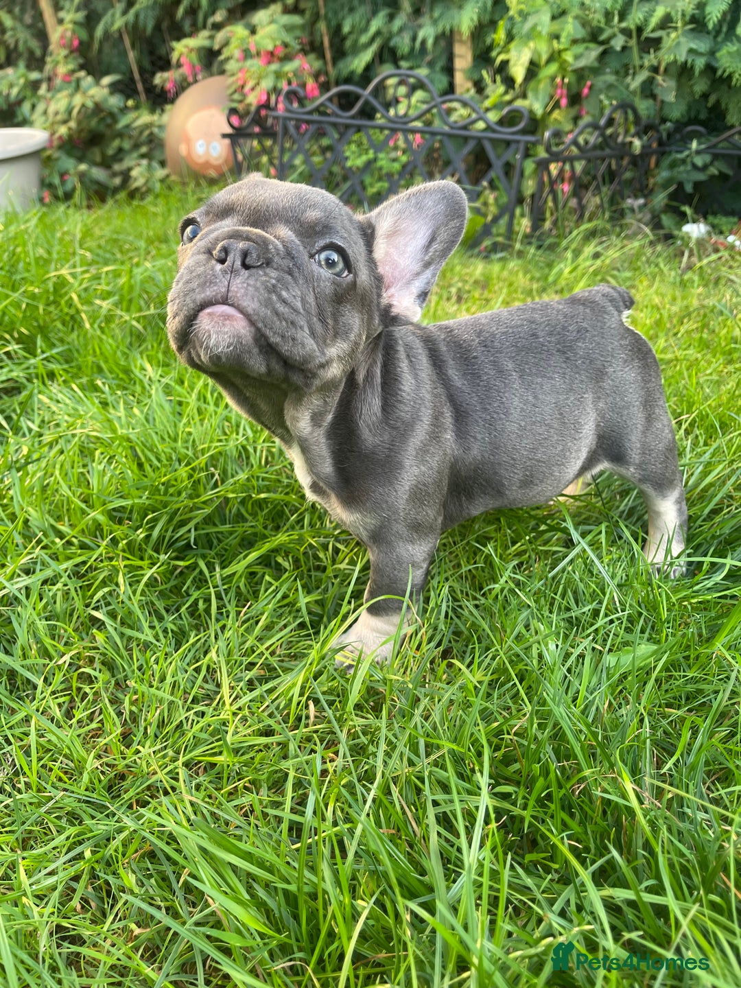 French Bulldog dogs for sale: KC registered french bulldogs  - Image 12
