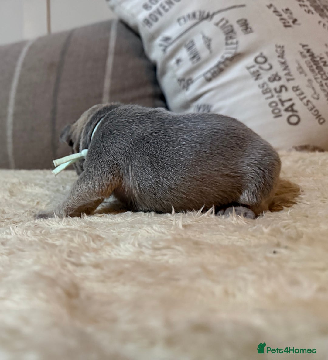 French Bulldog dogs for sale: French bulldog puppies - Advert 16