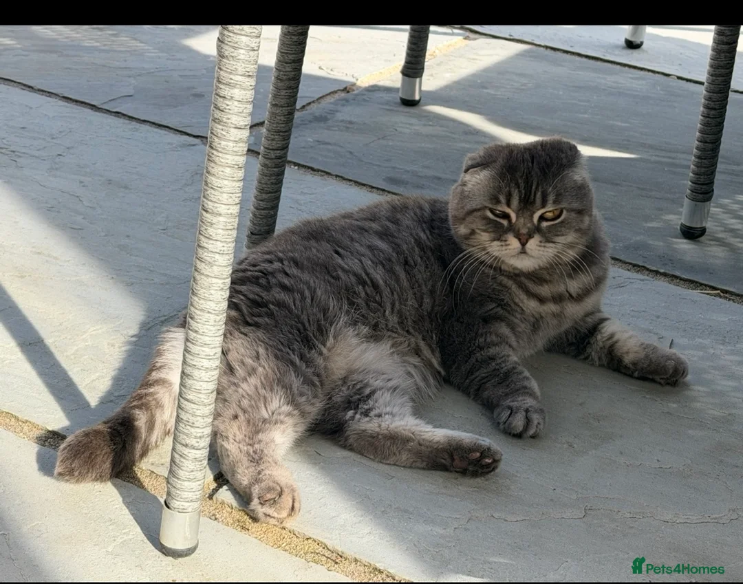 Scottish Fold cats for sale: 6 year old Scottish fold female - Advert 2