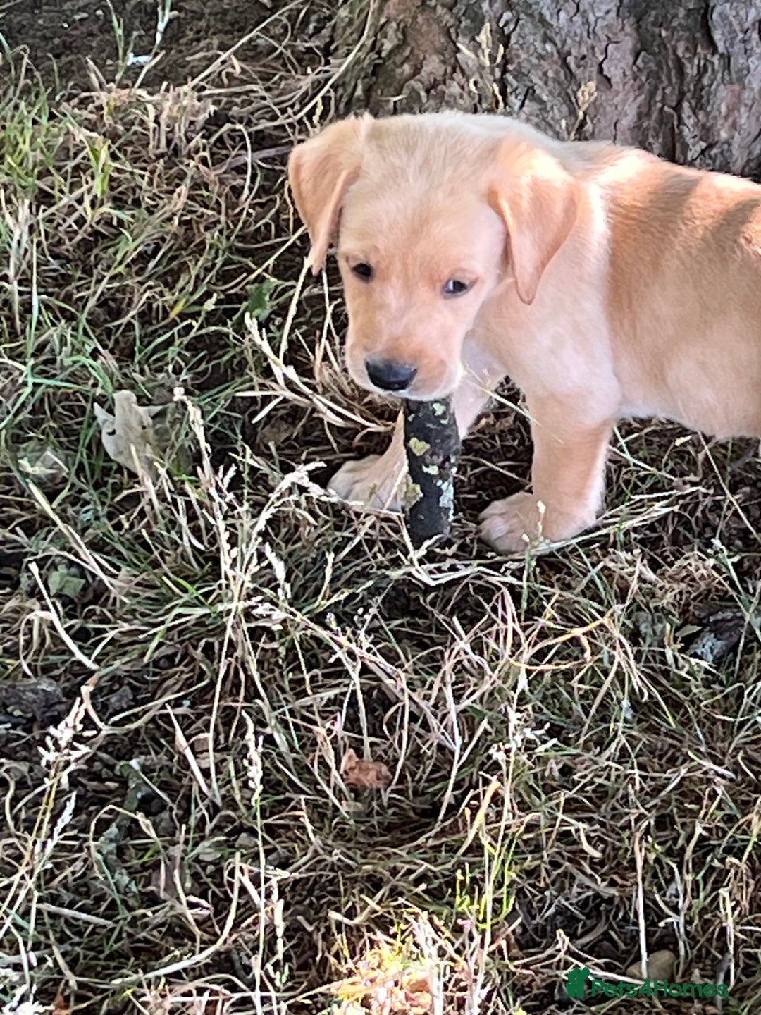 Labrador Retriever dogs for sale: Affectionate and adorable Labrador Puppies - Image 17