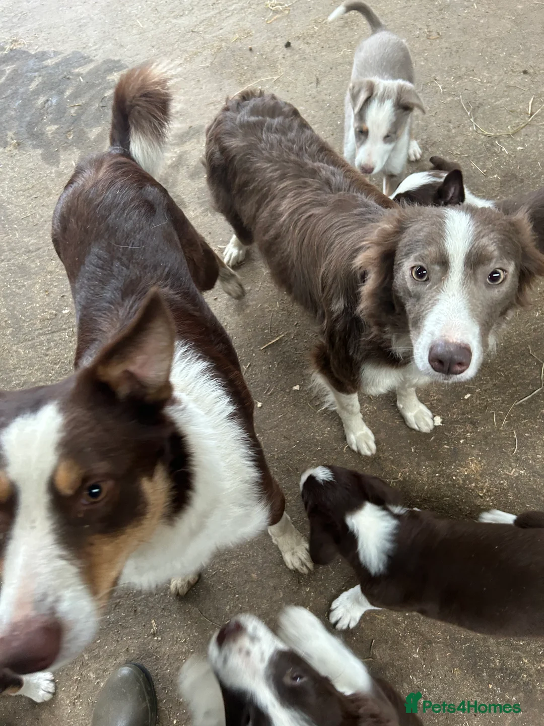 Border Collie dogs for sale: Border collie pups in Beith - Advert 1