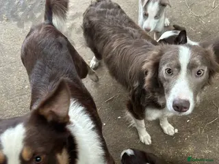 Border Collie dogs Border collie pups in Beith - Advert 2