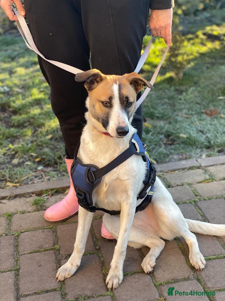 Mixed Breed dogs ❤️ZAYKA❤️ 11 months, Playful Spirit, Loving Heart - Advert 6