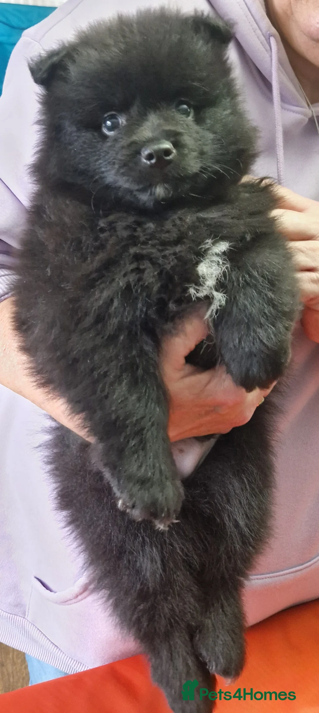 German Spitz dogs for sale: German spitz Mittel - Advert 21