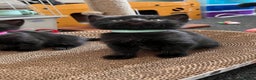 Mixed Breed cats for sale: adorable tuxedo kittens - Advert 12