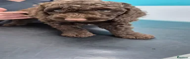 Cockapoo 4