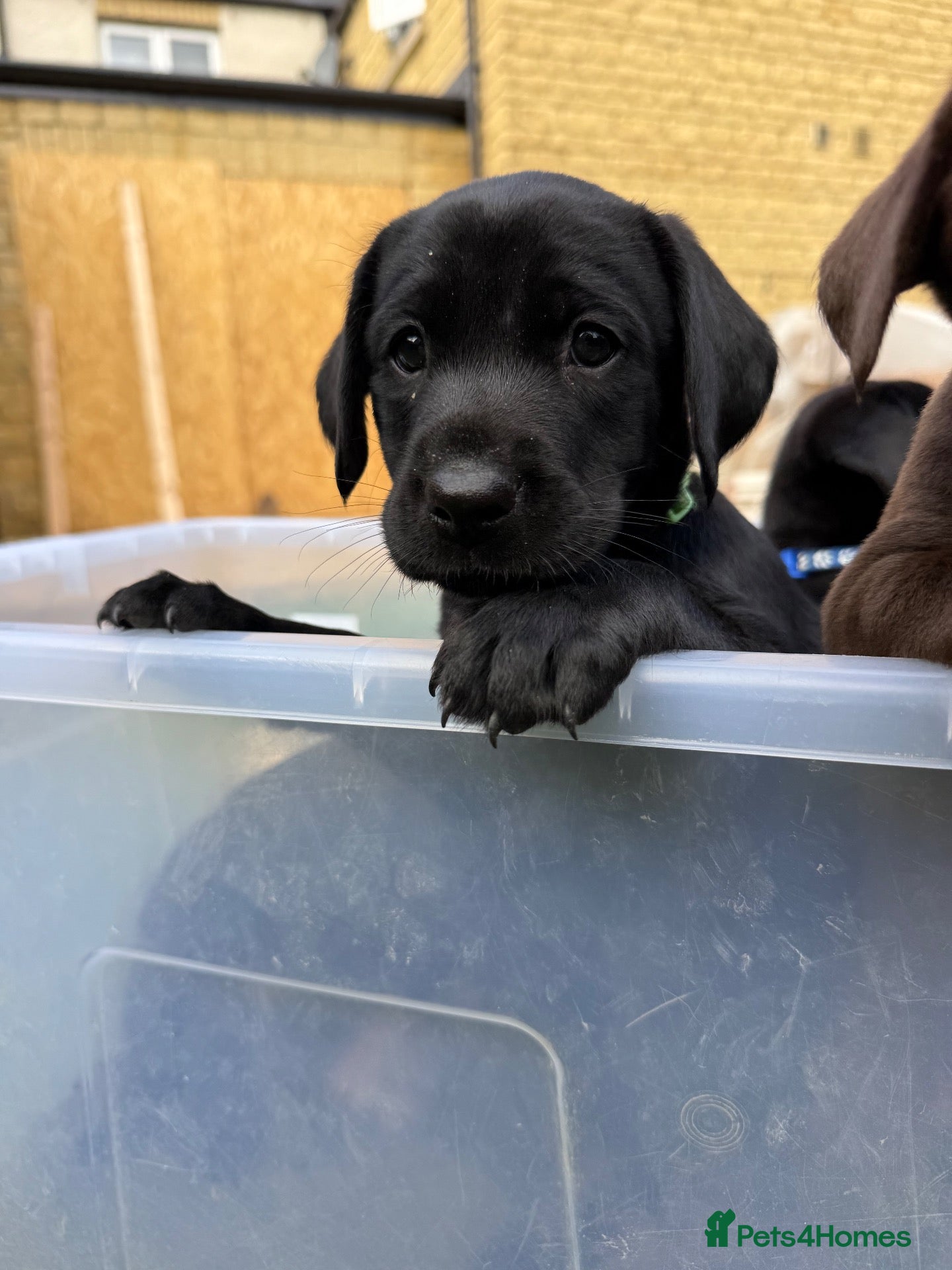 Labrador Retriever dogs 3 black boys left   - Advert 1