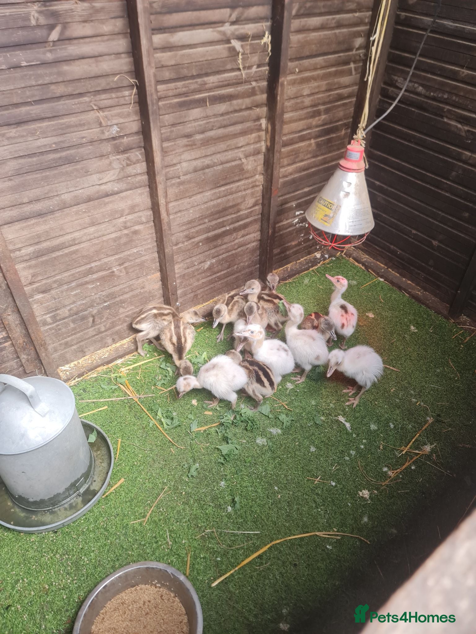 Emus poultry Rhea chicks grey and white  - Advert 1
