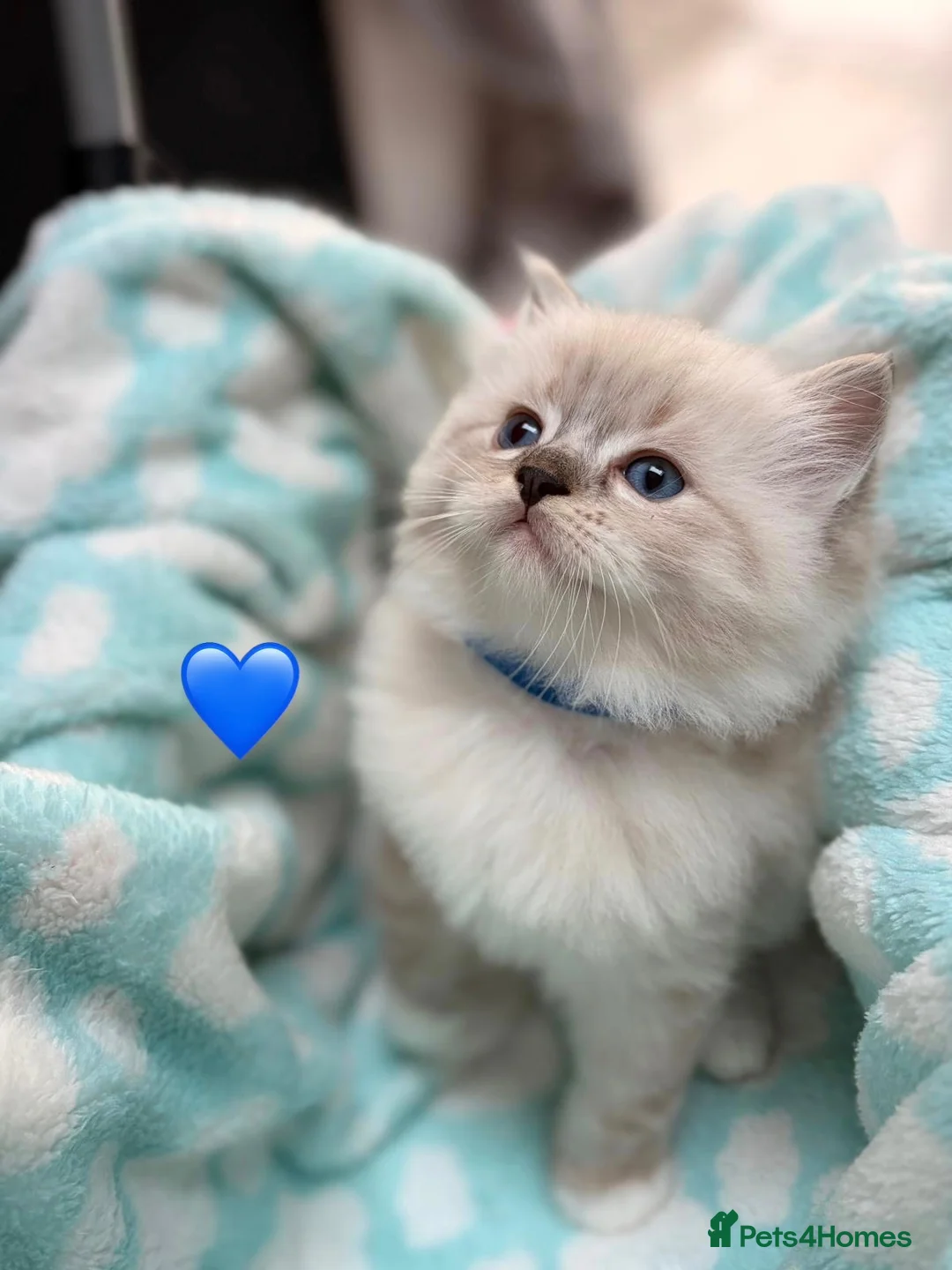 Ragdoll cats for sale: 🐾 ONLY 1 LEFT! GCCF Registered Ragdoll Boy ✨ - Advert 18