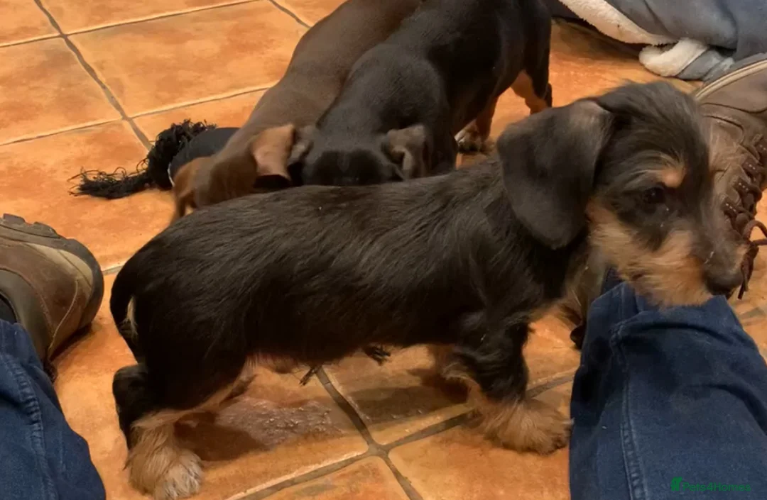 Jack Russell dogs for sale: Jack Russel Puppies - Advert 7