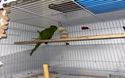 Ringnecks birds for sale: Indian Ringneck 6months Female - Image 2