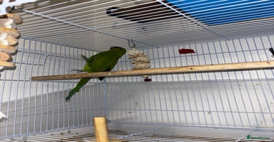 Ringnecks birds - Advert 12