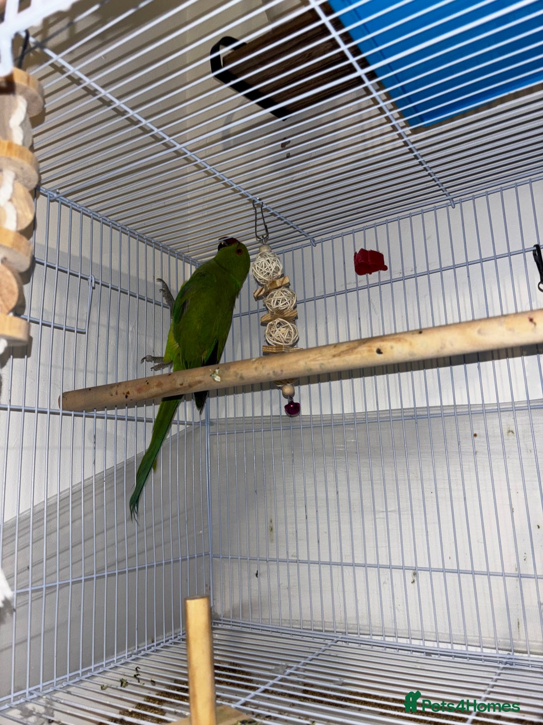 Ringnecks birds for sale: Indian Ringneck 6months Female - Image 2