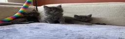 Maine Coon cats for sale: Maine Coon Kittens 1 Male 2 Females  - Advert 4