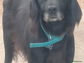 Mixed Breed dogs Retriever x Springer x collie puppy - Advert 3