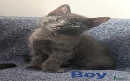Ragdoll cats for sale: Adorable kittens ( Ragdoll cross) - Image 4