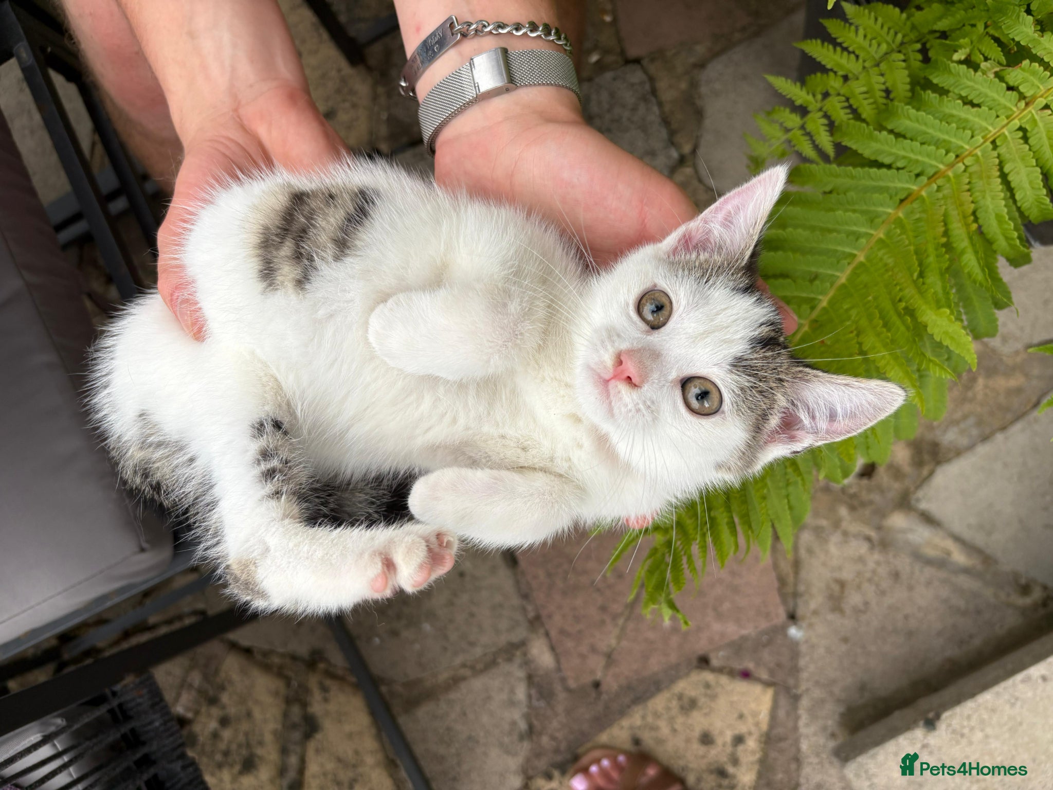Mixed Breed cats Lovely 4 Kittens Ready To Collect From Today!!😻 - Advert 1