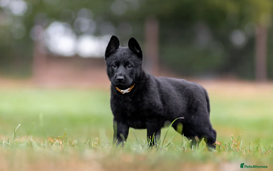 German Shepherd dogs for sale: Top working line KC GSD pups  - Advert 1