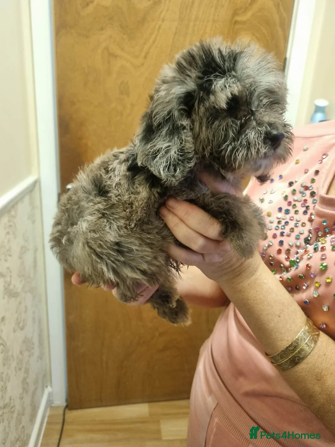 Cockapoo dogs for sale: Beautiful cockapoo  - Advert 4