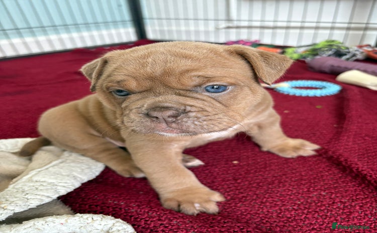 Olde English Bulldogge dogs - Advert 1