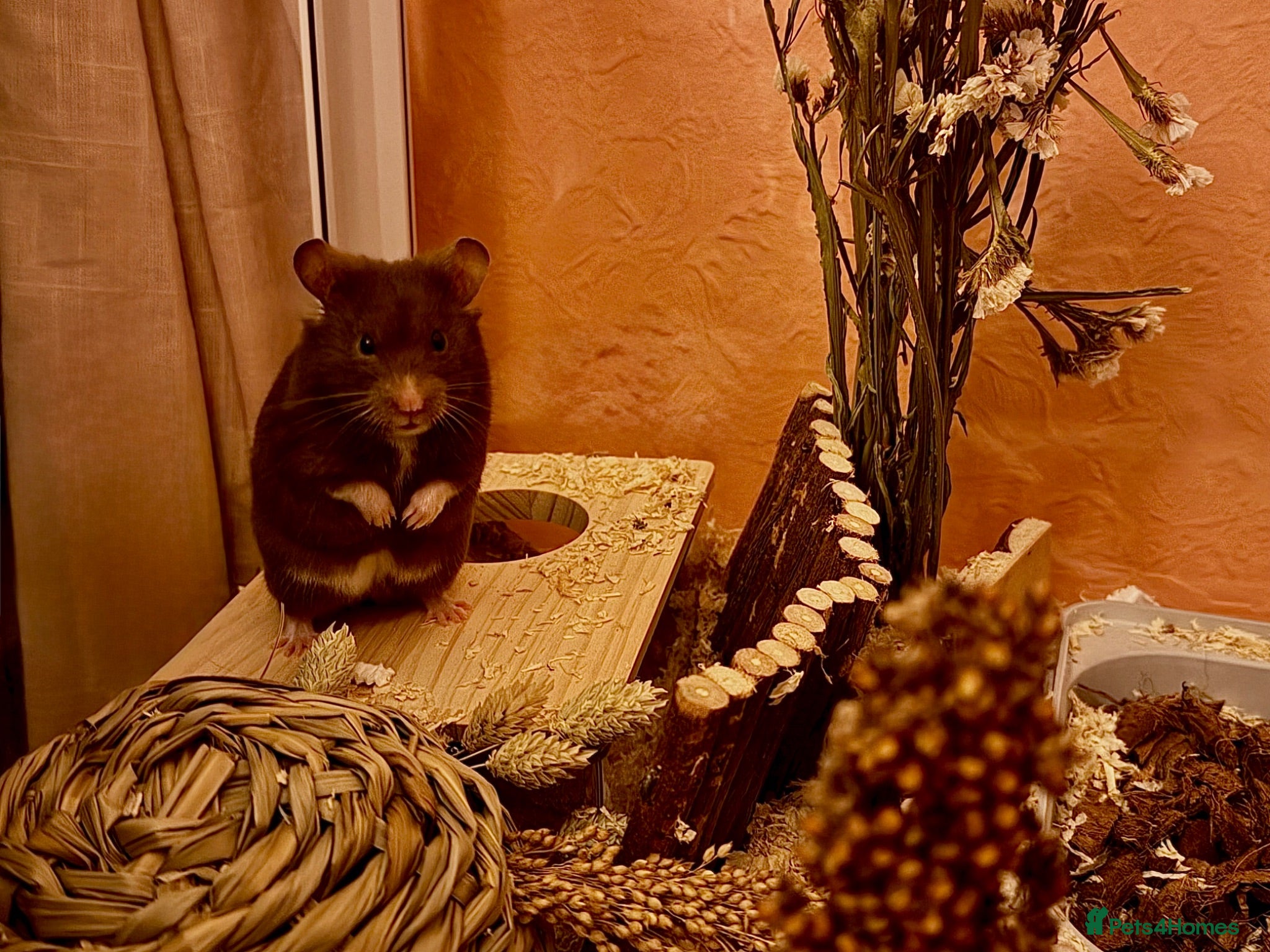 Hamster rodents Hamster and all belongings  - Advert 1
