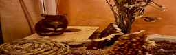 Hamster rodents for sale: Hamster and all belongings  - Advert 1