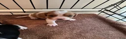 Cavalier King Charles Spaniel dogs for sale: Cavalier kings Charles puppies needing new homes  - Advert 1