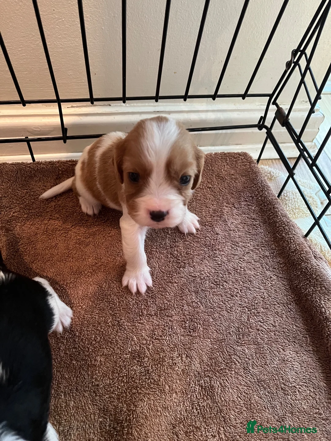 Cavalier King Charles Spaniel dogs for sale: Cavalier kings Charles puppies needing new homes  - Advert 1