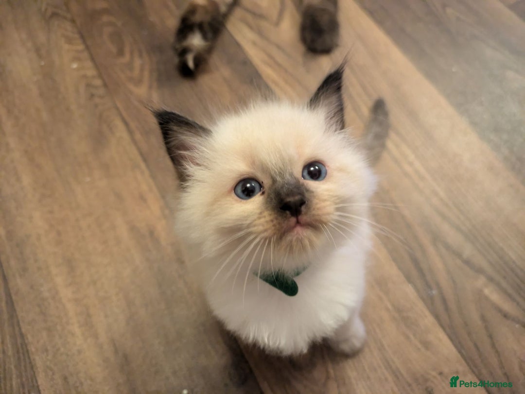 Ragdoll cats for stud: Ollie - Ragdoll Stud Available - Playful & Loving - Image 10