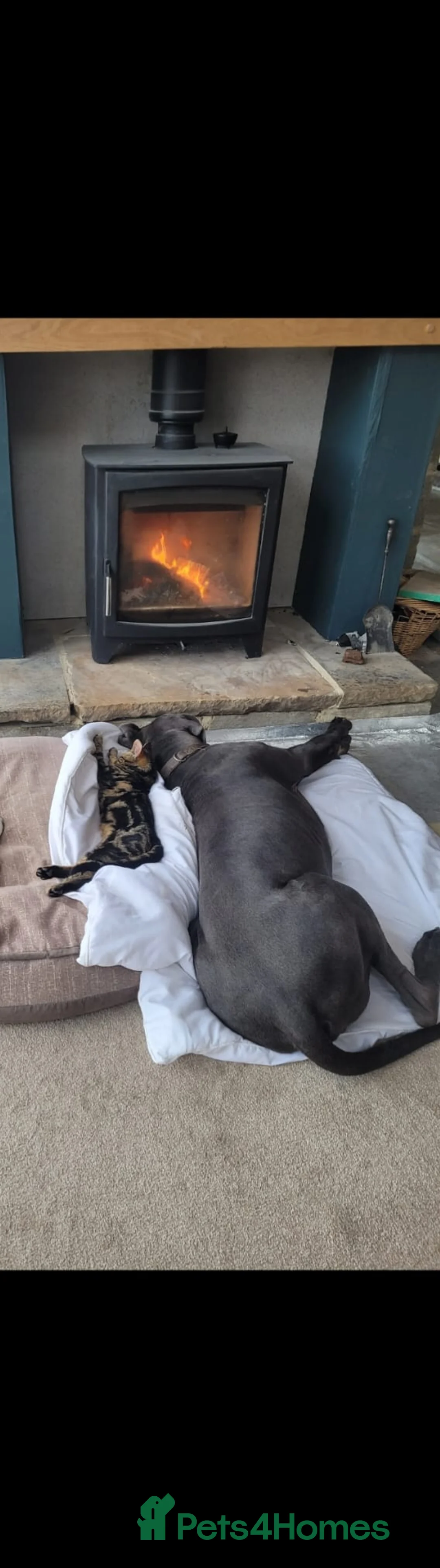 Great Dane dogs for stud: Blue Great Dane for Stud  in Hexham - Advert 14