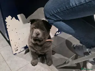 Chow Chow dogs 1 blue smooth girl left - Advert 2