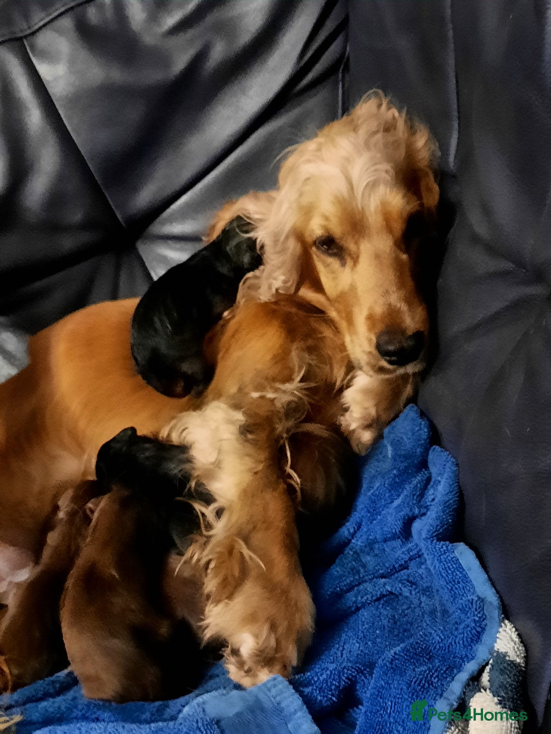 Mixed Breed dogs for sale: Mini hippo puppies  - Image 6