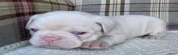 French Bulldog dogs for sale: Pink & Pink carrier French Bulldog puppies - Advert 8